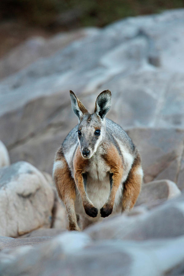 Animal Photograph - Yellow-footed Rock-wallaby (petrogale #6 by Martin Zwick