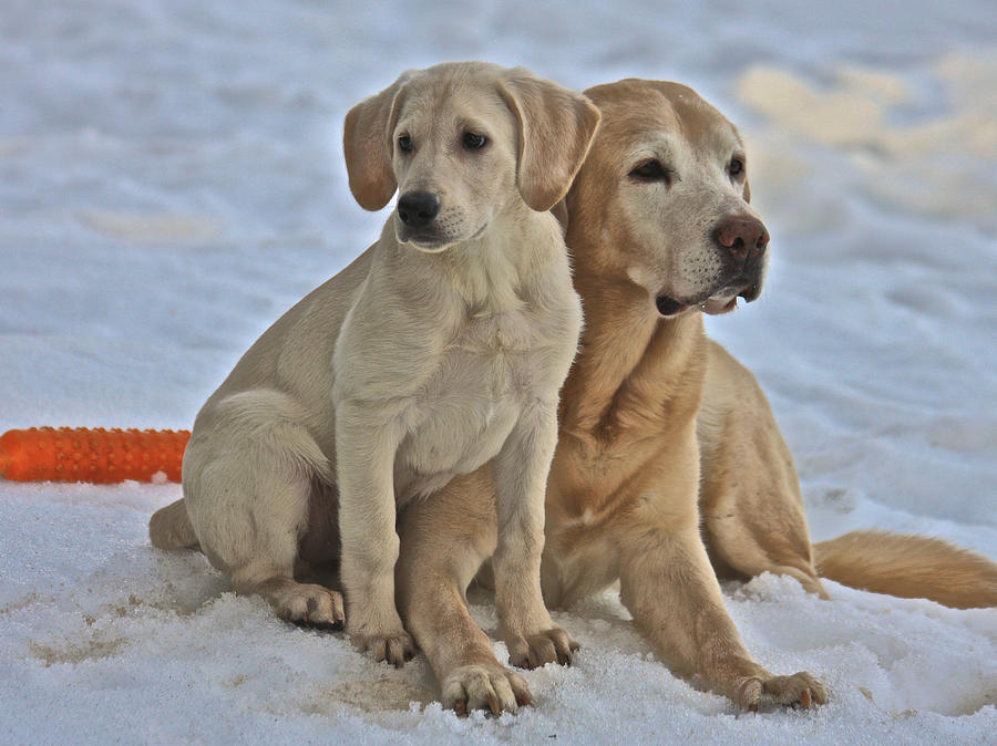 Yellow Labradors #6 Photograph by Steven Lapkin