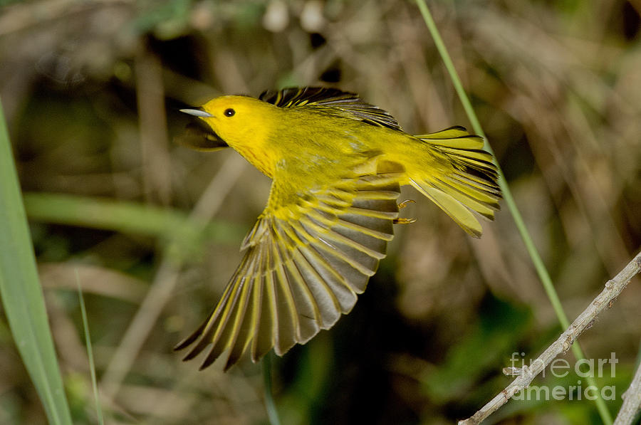 Warbler Photograph - Yellow Warbler #6 by Anthony Mercieca