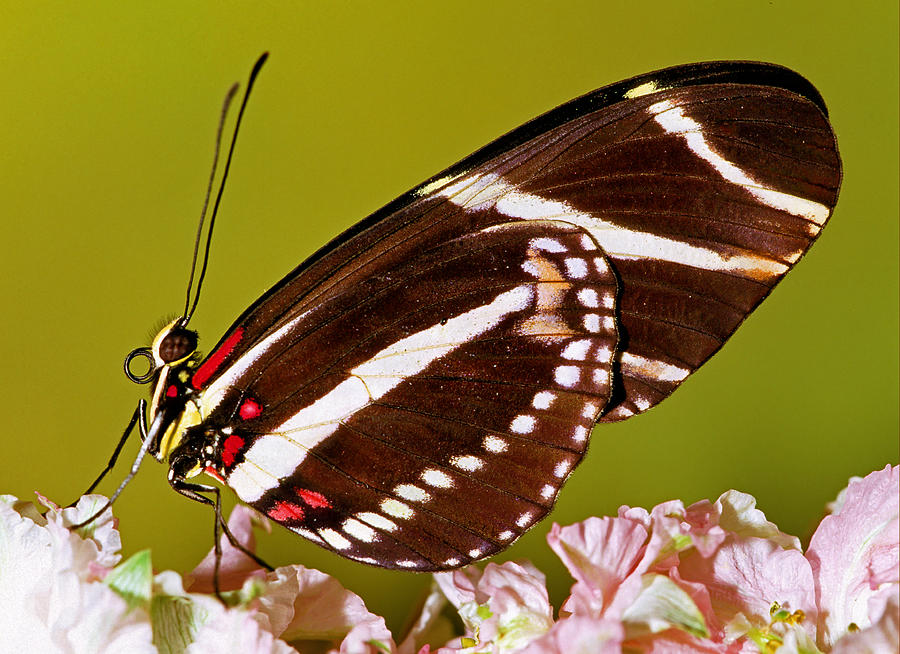 Zebra Butterfly Heliconius Charitonius #6 Photograph by Millard H. Sharp