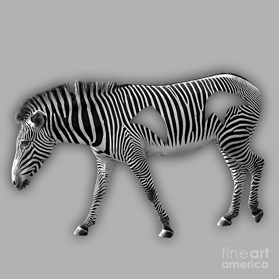 Zebra Mixed Media - Zebra Collection #2 by Marvin Blaine