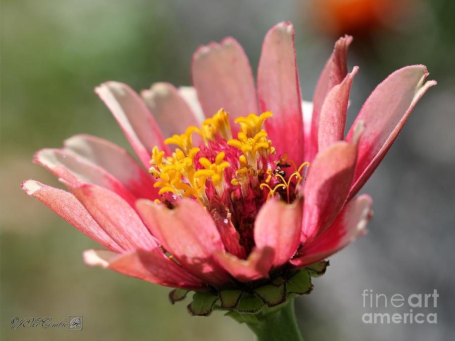 Flower Photograph - Zinnia from the Whirlygig Mix #6 by J McCombie