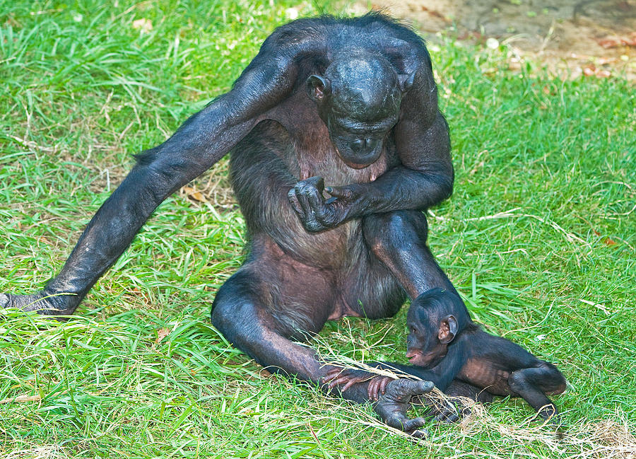 Bonobo Mother And Baby #60 Photograph by Millard H. Sharp