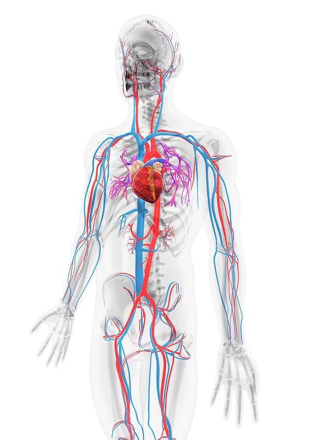 Cardiovascular System #60 Photograph by Sciepro/science Photo Library ...