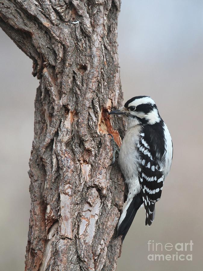 Downy Woodpecker #60 Photograph by Jack R Brock