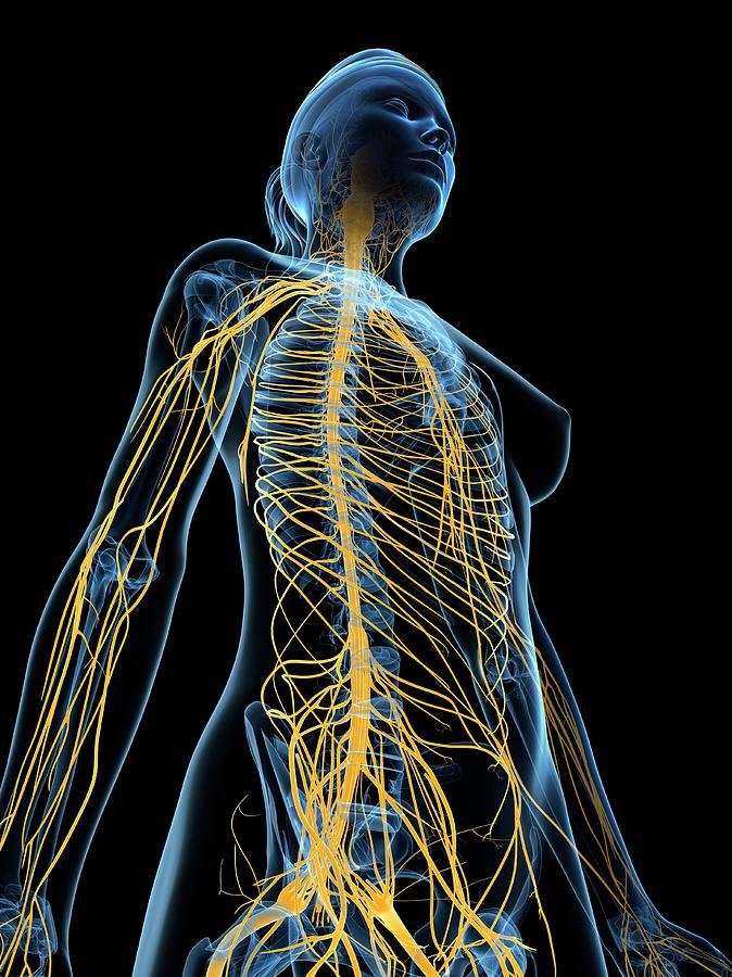 Female Nervous System Photograph by Sciepro/science Photo Library - Pixels