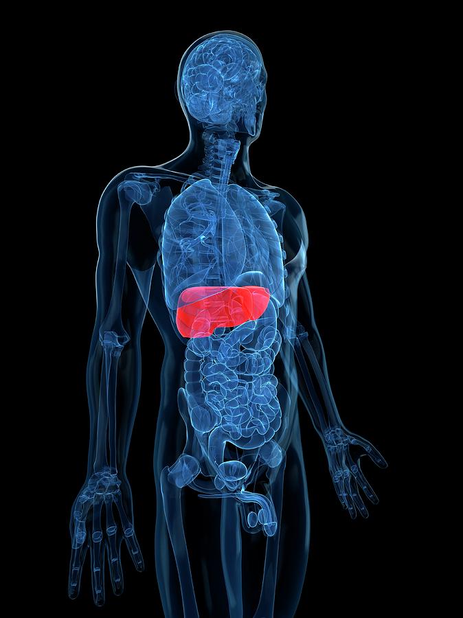 Healthy Liver Photograph By Sciepro Science Photo Library - Fine Art 