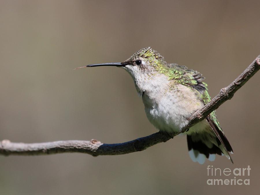 Ruby-throated Hummingbird #60 Photograph by Jack R Brock