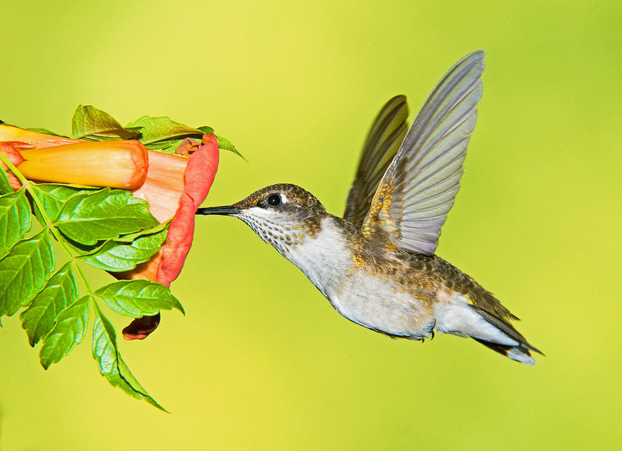 Ruby Throated Hummingbird #60 Photograph by Millard H. Sharp