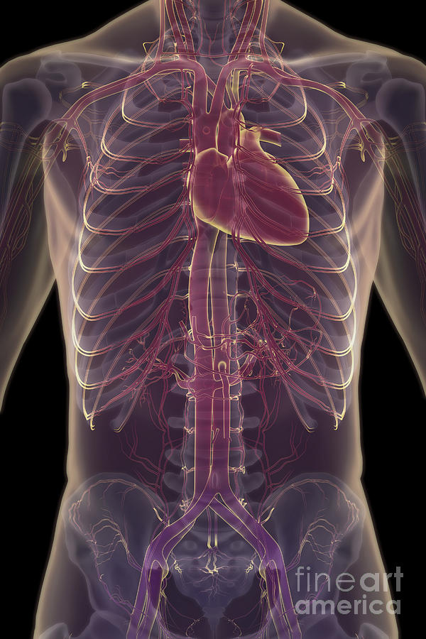 The Cardiovascular System #60 Photograph by Science Picture Co
