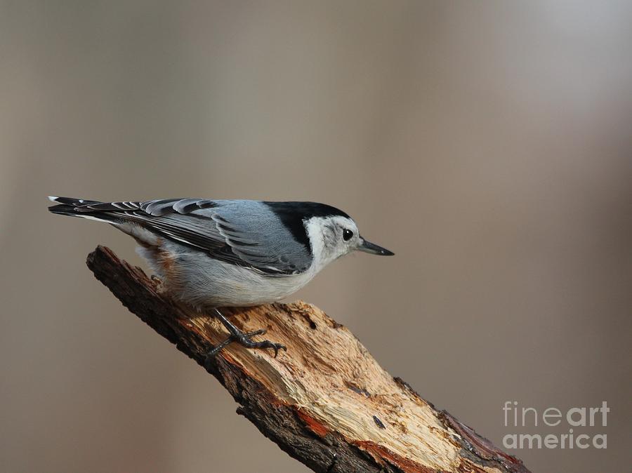 White-breasted Nuthatch #60 Photograph by Jack R Brock