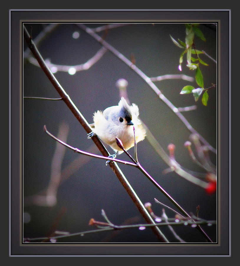 6016- Tufted Titmouse Photograph by Travis Truelove