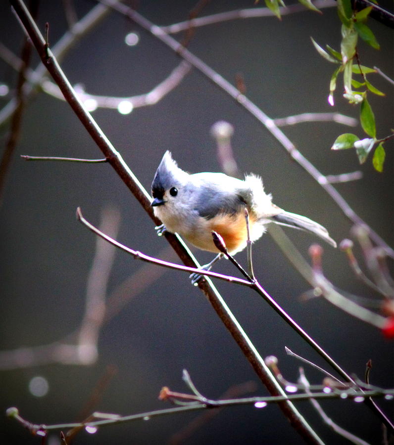 6017 - Tufted Titmouse Photograph by Travis Truelove