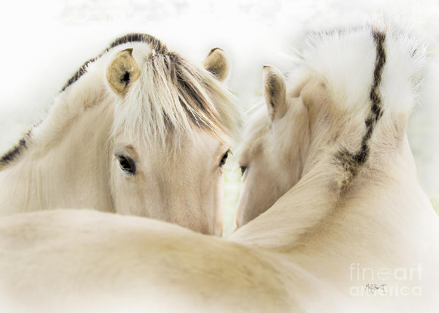 Horse Photograph - 6078c1 by Mark J Barrett