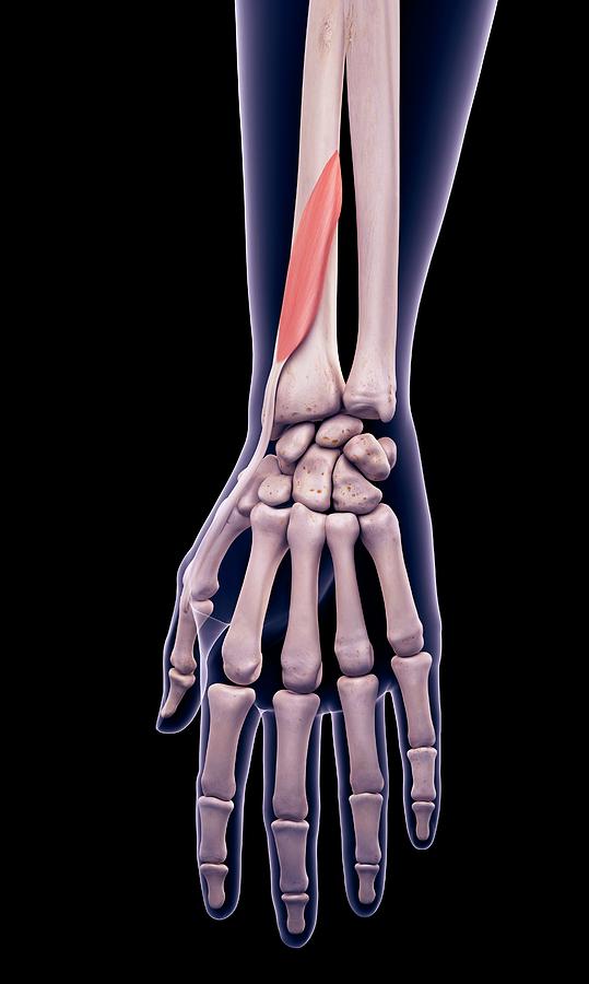 Skeleton Photograph - Arm Muscle #61 by Sebastian Kaulitzki/science Photo Library