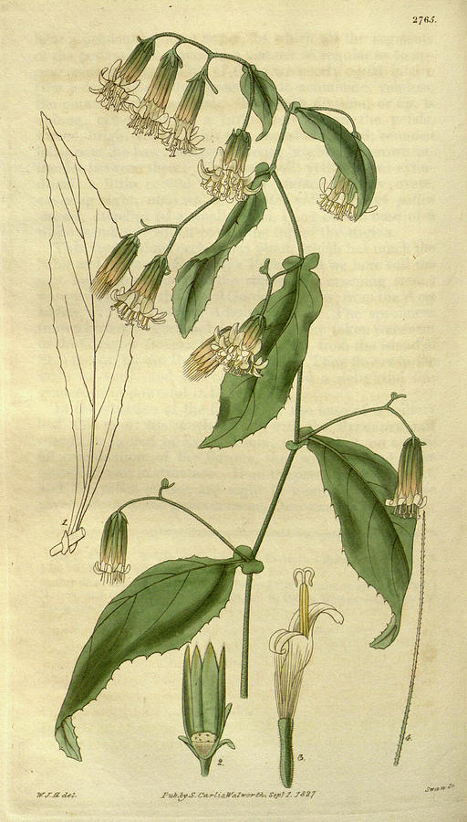 William Hooker Drawing - Botanical Print By Sir William Jackson Hooker #61 by Quint Lox
