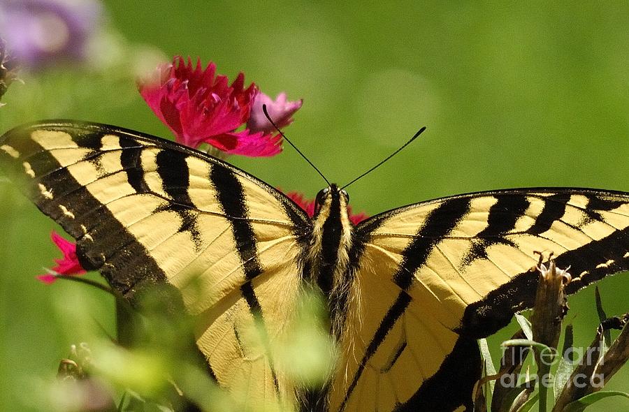 Butterfly #61 Photograph by Marc Bittan
