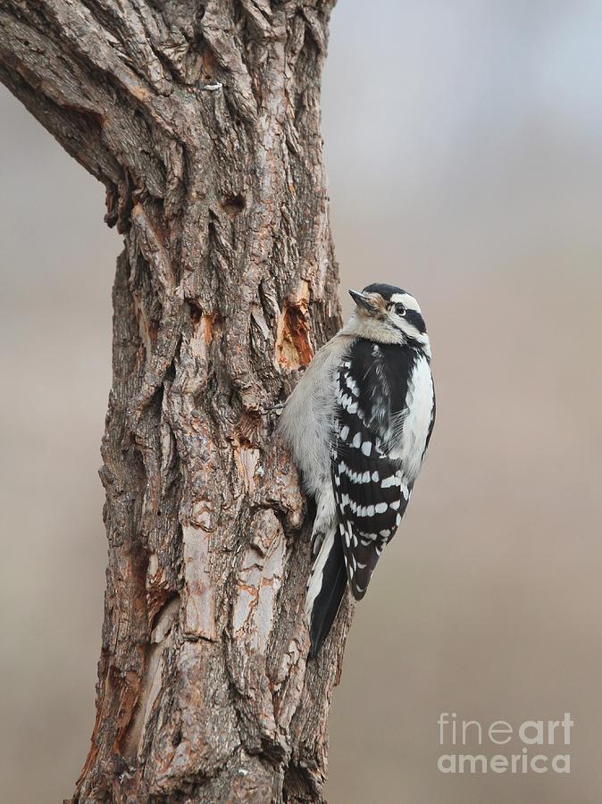 Downy Woodpecker #61 Photograph by Jack R Brock