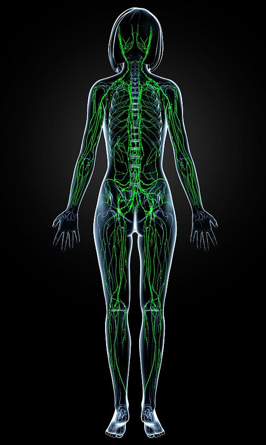 Female Lymphatic System Photograph by Pixologicstudio/science Photo ...