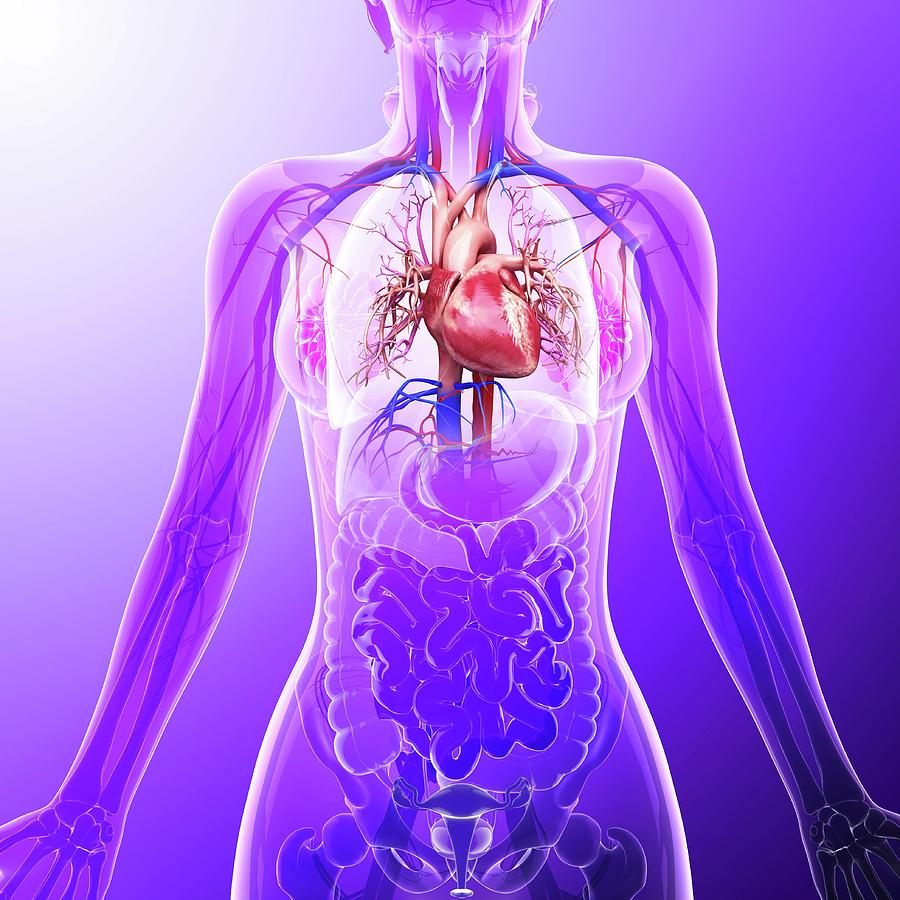 Human Cardiovascular System Photograph by Pixologicstudio - Fine Art ...