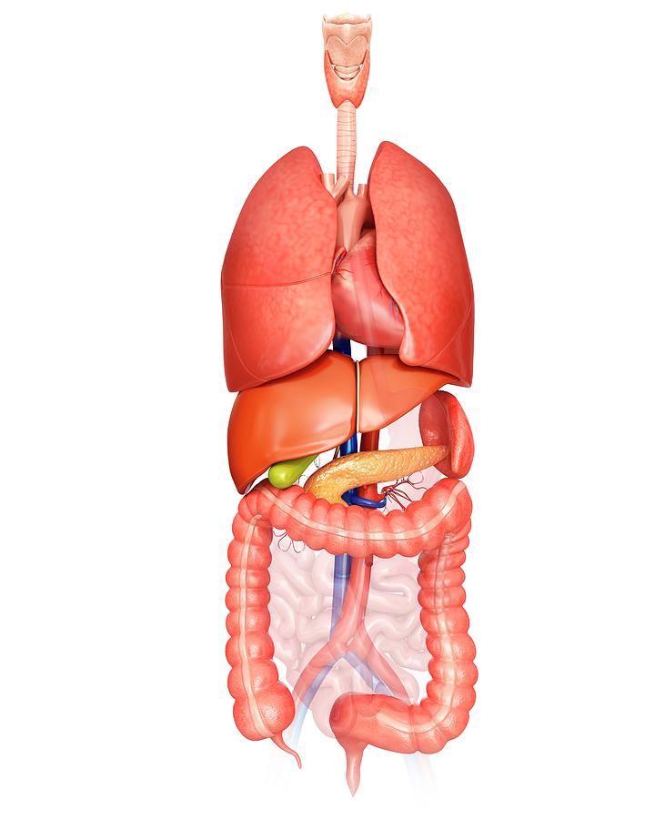 Illustration Of Woman\'S Internal Organs / The Learnable Art of Female