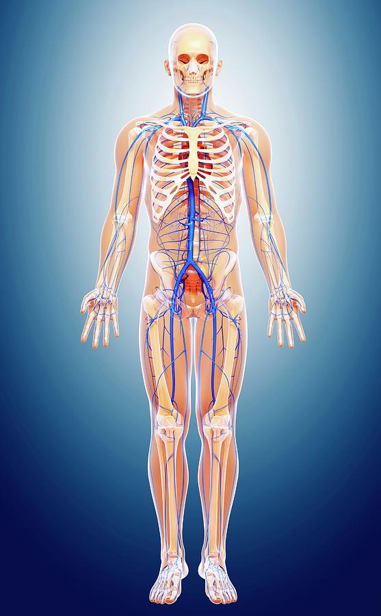 Human Veins Photograph by Pixologicstudio/science Photo Library Biology Diagrams