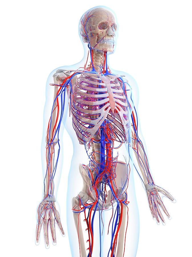 Male Vascular System Photograph by Sciepro/science Photo Library - Fine ...