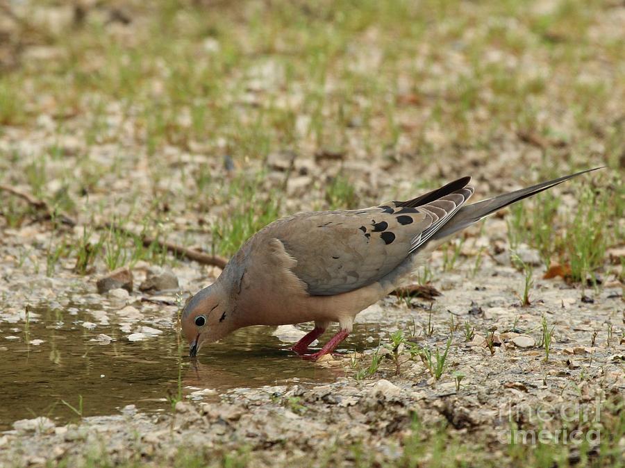 Mourning Dove #61 Photograph by Jack R Brock