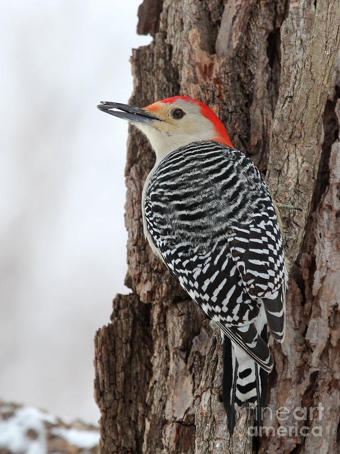Red-bellied Woodpecker #61 Photograph by Jack R Brock