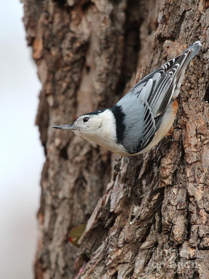 White-breasted Nuthatch #61 Photograph by Jack R Brock