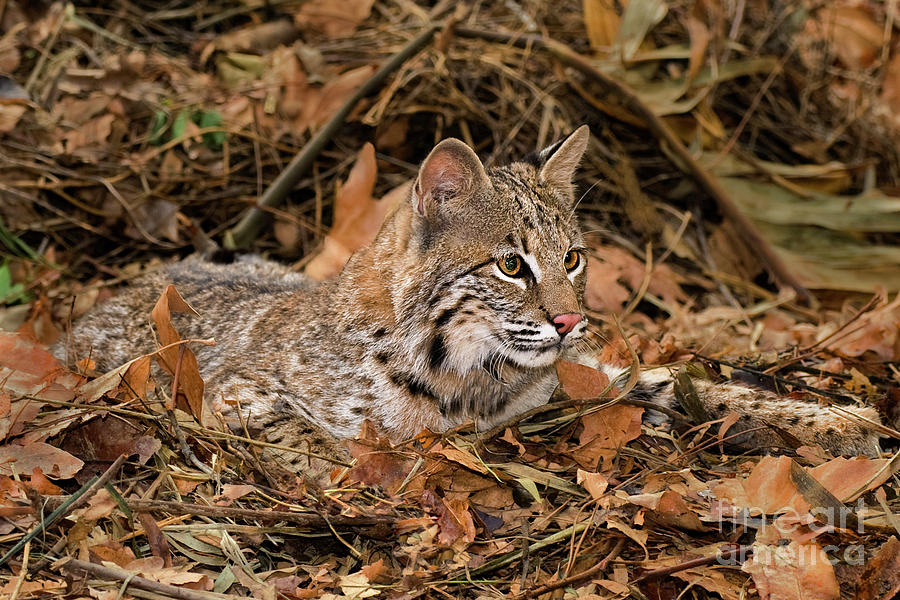 611000006 Bobcat Felis Rufus Wildlife Rescue Photograph by Dave Welling
