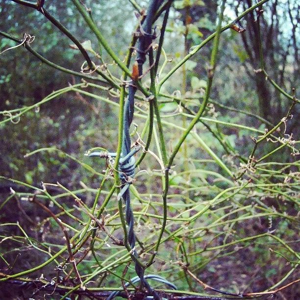 Wire Photograph - Tangled  by Jeremiah Williams