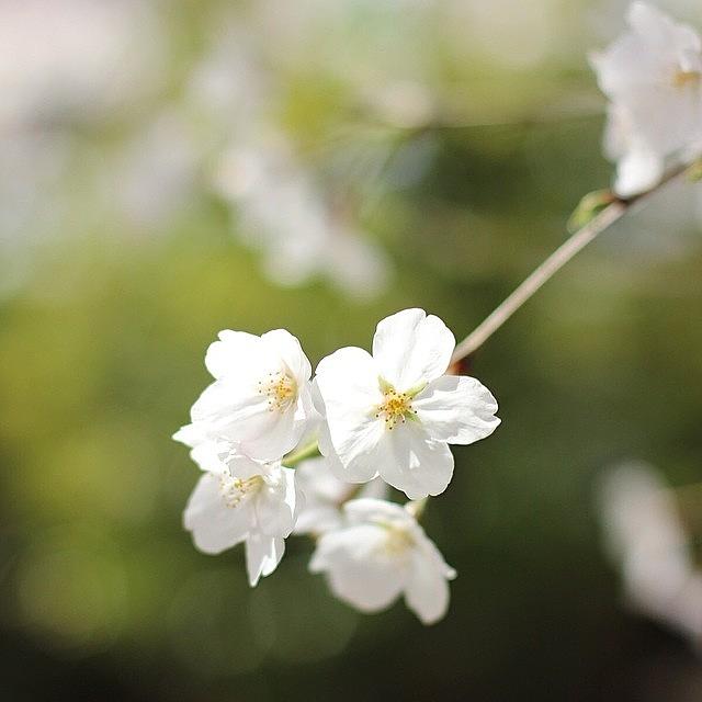 Cherryblossom Photograph - Instagram Photo #61413005422 by Tomohiro TAMIMORI