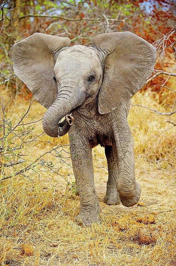 African Mammals Photograph by Shannon Benson | Fine Art America