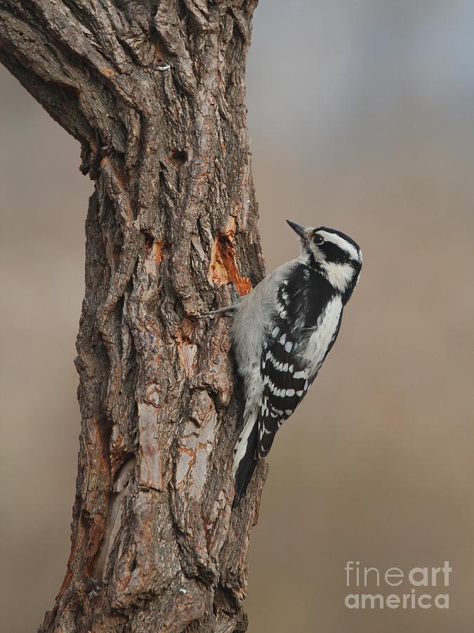 Downy Woodpecker #62 Photograph by Jack R Brock