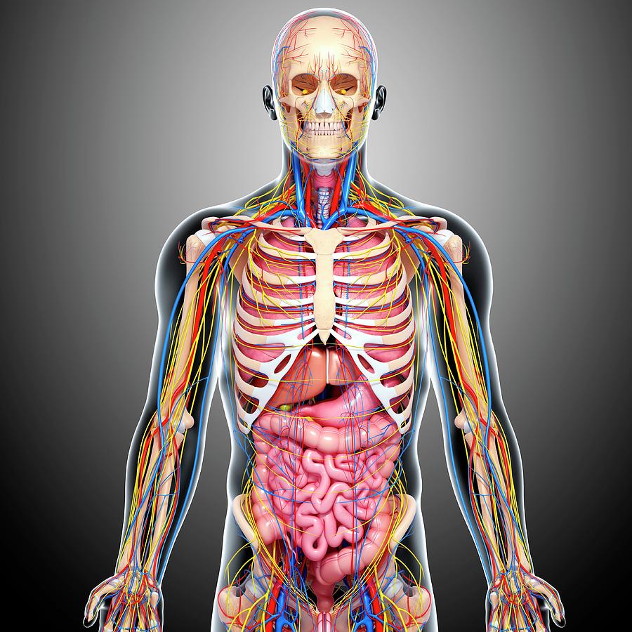 Human Anatomy Photograph by Pixologicstudio/science Photo Library ...