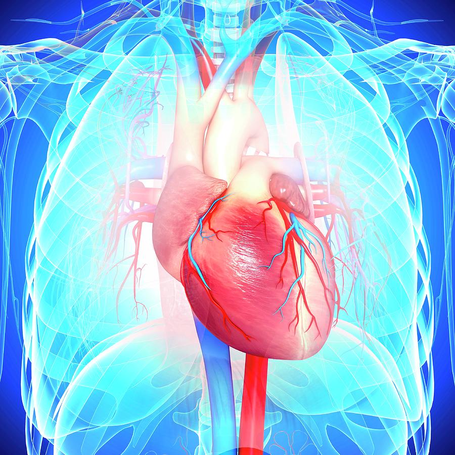 Human Heart Photograph by Pixologicstudio/science Photo Library