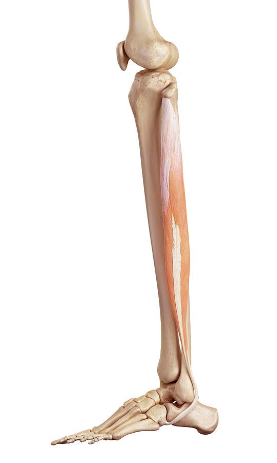 Human Muscles Of Leg Photograph by Sebastian Kaulitzkiscience Photo Biology Diagrams