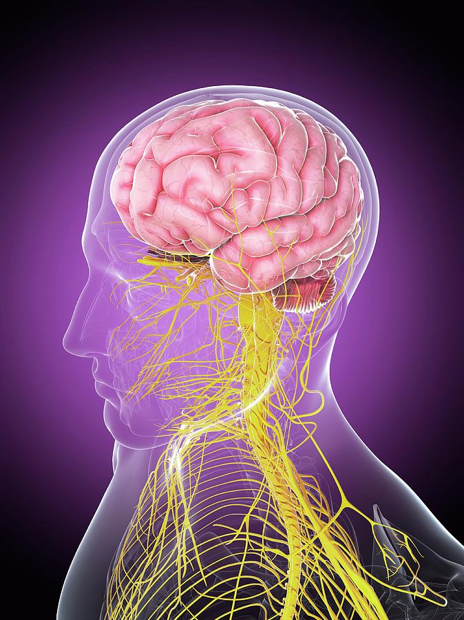 Male Nervous System Photograph by Sciepro/science Photo Library