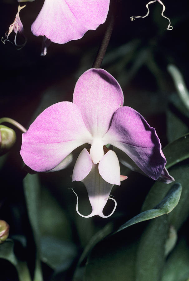 Orchid Flower #62 Photograph by Paul Harcourt Davies/science Photo Library