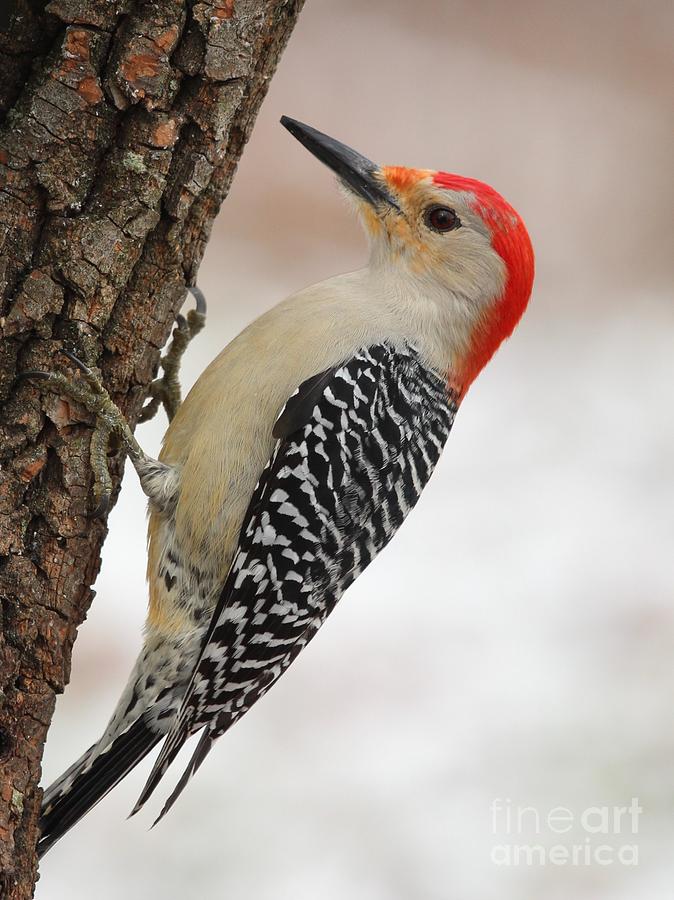 Red-bellied Woodpecker #62 Photograph by Jack R Brock