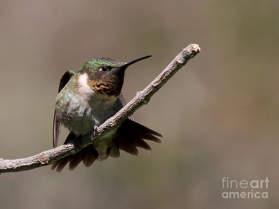 Ruby-throated Hummingbird #62 Photograph by Jack R Brock
