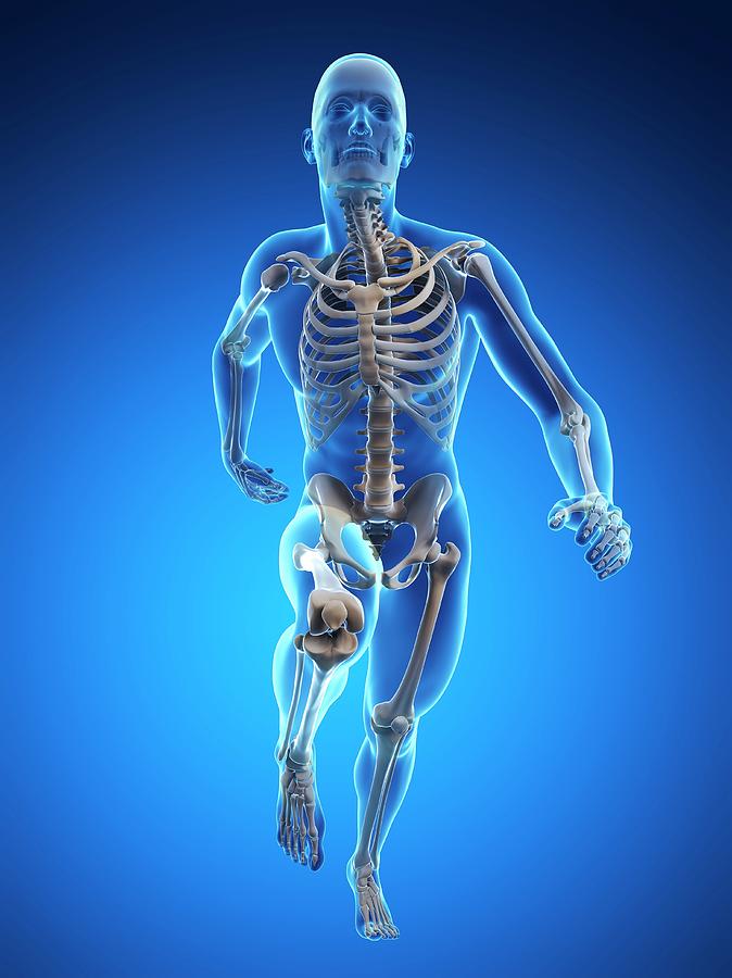 Skeletal System Of Runner #62 Photograph by Sebastian Kaulitzki - Pixels