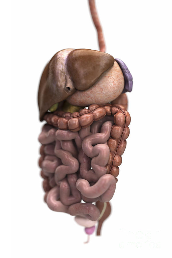 The Digestive System #62 Photograph by Science Picture Co