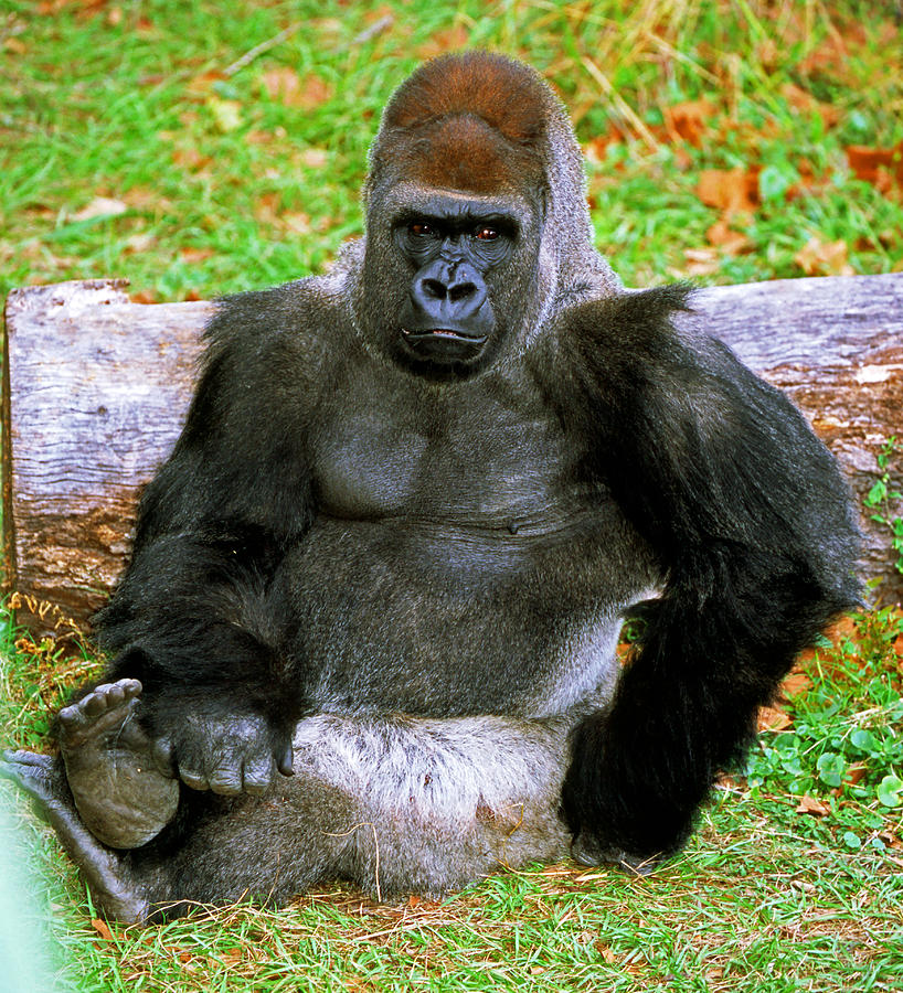 western gorilla