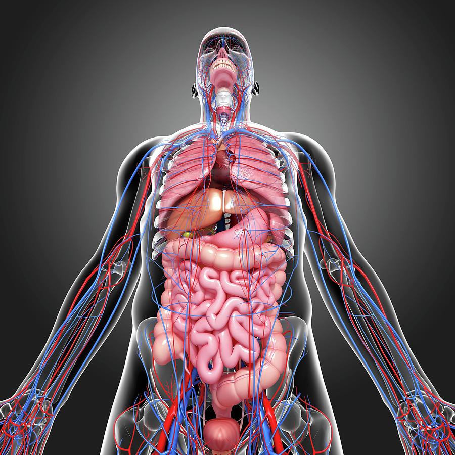 Male Anatomy Photograph by Pixologicstudio/science Photo Library - Fine ...