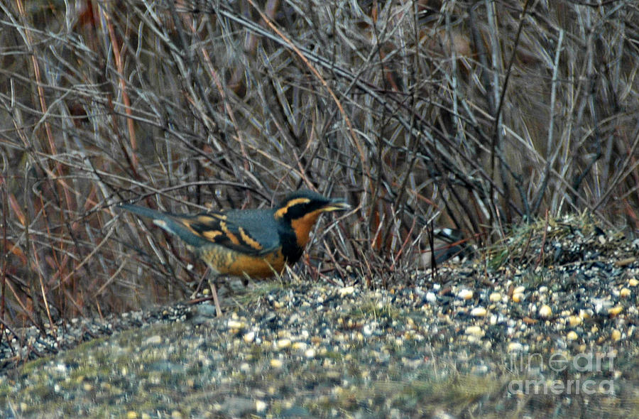 621A Varied Thrush Photograph by NightVisions