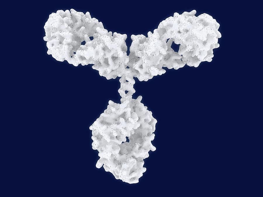 D'ig. Antibody 3d model. Ig d fzfkbpfü.