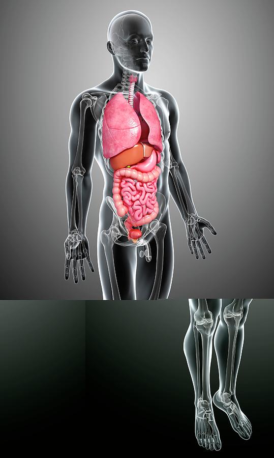 Male Anatomy Photograph by Pixologicstudio/science Photo Library - Fine ...