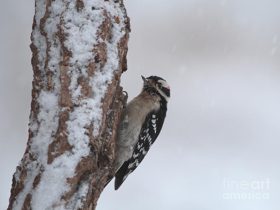 Downy Woodpecker #63 Photograph by Jack R Brock